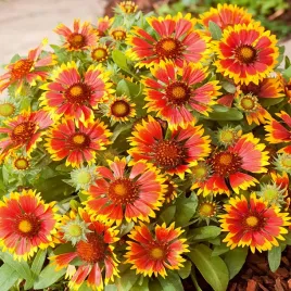 gailardia-oscista-nasiona-kwiatow-wieloletnia-miododajna-odporna-kwiaty