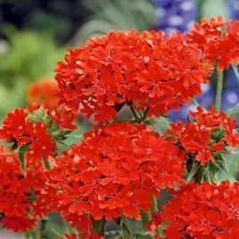 firletka-chalcedonska-czerwona-nasiona-kwiatow-czerwony-ozdobne-kwiaty