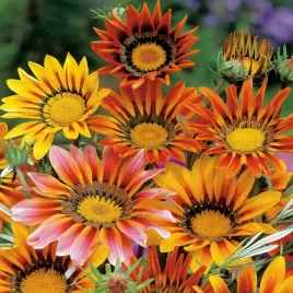 gazania-blyszczaca-pomaranczowo-zolta-nasiona-kwiatow-latwa-w-uprawie