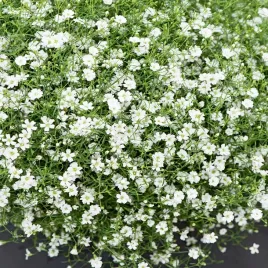 gipsowka-wiechowata-biala-wieloletnia-nasiona-kwiatow-gipsowki