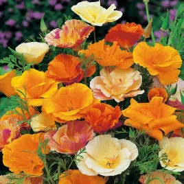 eszolcja-kalifornijska-mieszanka-kolorowe-kwiaty-nasiona-kwiatow-odporna