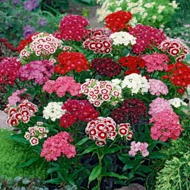 gozdzik-brodaty-mieszanka-dlugie-kwitnienie-nasiona-kwiatow-gozdzikow