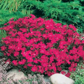 gozdzik-kropkowany-rozowy-nasiona-kwiatow-rozowe-pachnace-kwiaty