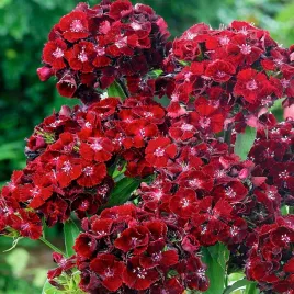 gozdzik-brodaty-scarlet-beauty-nasiona-kwiatow-rozowe-gozdziki-odporne