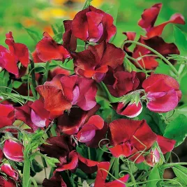 groszek-pachnacy-kenneth-groszki-nasiona-kwiatow-czerwonych-czerwone