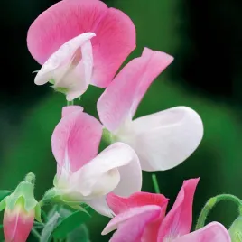 groszek-pachnacy-pink-cupid-kupidyn-nasiona-kwiatow-kwiaty-bialo-rozowe