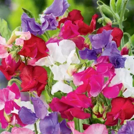 groszek-pachnacy-mieszanka-nasiona-kwiatow-ogordowych-groszki-kolorowe