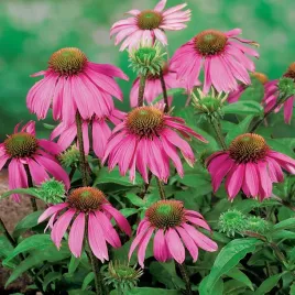 jezowka-purpurowa-miododajna-nasiona-kwiatow-jezowki-purpurowe