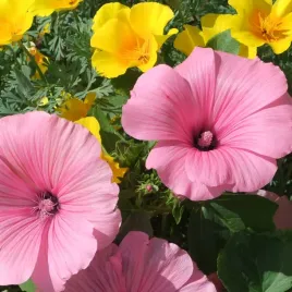 slazowka-letnia-mix-kolorow-nasiona