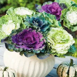 kapusta-ozdobna-mieszanka-nasiona-kwiatow-mix-kolorowe-liscie-dekoracyjne