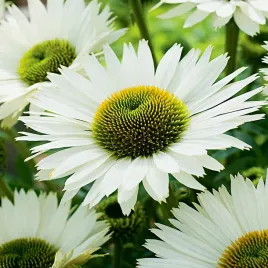 jezowka-biala-white-swan-nasiona-kwiatow-biale-kwiaty-dlugie-kwitnienie