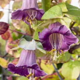 kobea-pnaca-niebieska-pnacze-dlugie-pedy-i-duze-kwiaty-nasiona-kwiatow