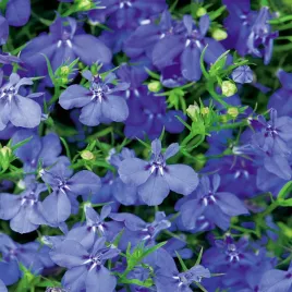 lobelia-zwisajaca-niebieska-nasiona-kwiatow-kwiaty-pachnace-niebieskie