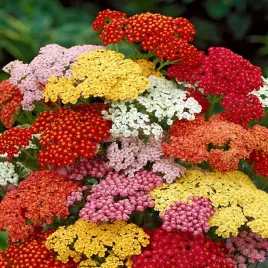 krwawnik-pospolity-mieszanka-nasiona-kwiatow-mix-dlugie-kwitnienie