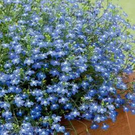 lobelia-stroiczka-niebieska-nasiona-kwiatow-kwiaty-niebieskie-pachnace