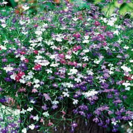 lobelia-zwisajaca-cascade-mixed-nasiona-kwiatow-rozowo-biale-kwiaty