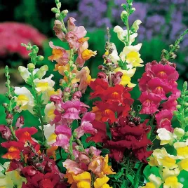 lwia-paszcza-karlowa-niska-mieszanka-nasiona-kwiatow-mix-kolorow