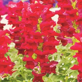 lwia-paszcza-wysoka-karminowa-mieszanka-nasiona-kwiatow-mix-kwiaty-pachnace