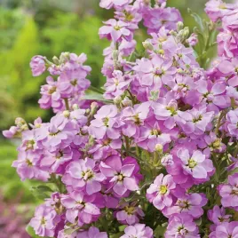 maciejka-dwuroga-jasnofioletowa-pachnaca-nasiona-kwiatow-obfite-kwitnienie