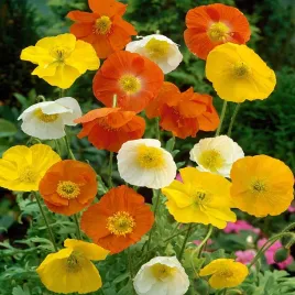 mak-syberyjski-mieszanka-nasiona-kwiatow-mix-kwiaty-do-ogrodu-maki