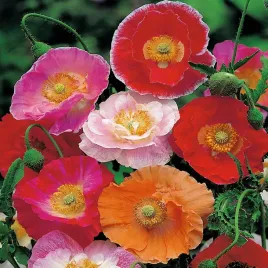 mak-polny-shirley-nasiona-kwiatow-jednorocznych-idealne-do-ogrodu