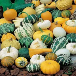 dynia-ozdobna-koroniasta-crown-of-thorns-nasiona-dyni-ozdobnej-dynie