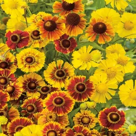 dzielzan-jesienny-mieszanka-roslina-miododajna-kwiaty-letnie-nasiona