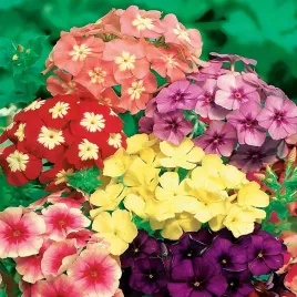 floks-drumonda-mieszanka-nasiona-kwiatow-mix-floksy-kolorowe