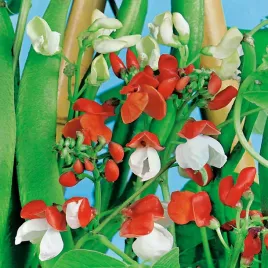 fasola-ozdobna-mieszanka-mix-nasiona-kwiatow-czerwono-biale-kwiaty