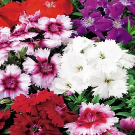 gozdzik-chinski-mieszanka-mix-nasiona-kwiatow-ozdobnych-kolorowe-gozdziki