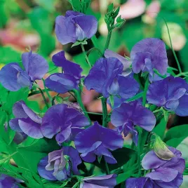 groszek-pachnacy-royal-navy-blue-nasiona-kwiatow-niebieskie-kwiaty
