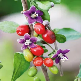 jagody-goji-kolcowoj-szkarlatny-bogate-w-witaminy-nasiona-owocow