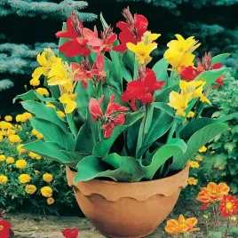 kanna-paciorecznik-mieszanka-kolorow-nasiona-kwiatow-kanny-canna-mix