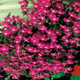 lobelia-czerwona-nasiona-kwiatow-czerwone-kwiaty-lobeli-obfite-kwitnienie