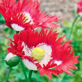 mak-lekarski-danish-flag-nasiona-duze-kwiaty-jednoroczne-efektowne