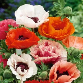 mak-letni-pelny-mieszanka-nasiona-kwiatow-mix-maki-duze-kwiaty-do-ogrodu
