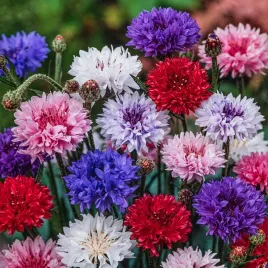 chaber-blawatek-mix-nasiona-kwiatow-chabry-kwiaty-jednoroczne-kolorowe