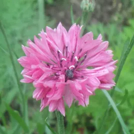 chaber-blawatek-mix-kolorow-nasiona