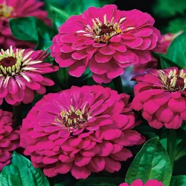 cynia-daliowa-illumination-fioletowa-nasiona-kwiatow-fioletowe-kwiaty