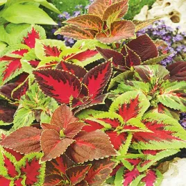 koleus-pokrzywka-rainbow-mixture-mieszanka-nasiona-kwiatow-ozdobnych-mix