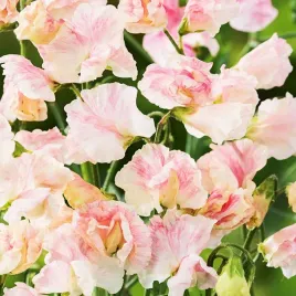 groszek-pachnacy-old-spice-america-nasiona-kwiatow-groszki-jasnorozowe