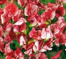 groszek-pachnacy-old-spice-america-silnie-pnacy-nasiona