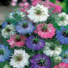 czarnuszka-damascenska-roslina-miododajna-swieze-nasiona-kwiatow