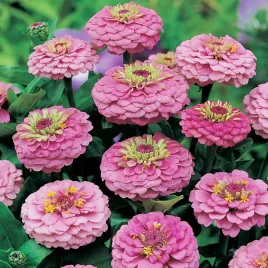 cynia-daliowa-rozowa-nasiona-kwiatow-cyni-rozowe-kwiaty-jednoroczne