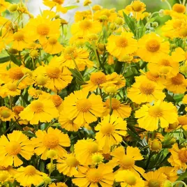 dzielzan-ogrodowy-zlotozolty-roslina-miododajna-wieloletnie-nasiona