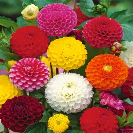 dalia-zmienna-pomponowa-mieszanka-nasiona-kwiatow-dali-mix-odporne-kwiaty