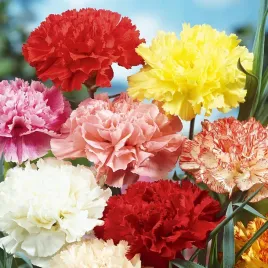 gozdzik-ogrodowy-szabo-mieszanka-nasiona-kwiatow-mix-gozdziki-piekny-zapach