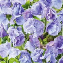 groszek-pachnacy-old-spice-hrabina-cadogan-nasiona-groszki-fioletowe