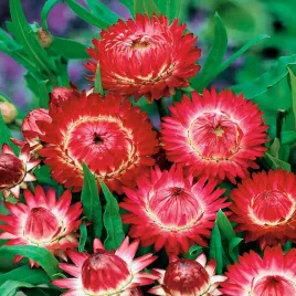 kocanka-ogrodowa-czerwona-nasiona-kwiatow-czerwone-kwiaty-jednoroczne