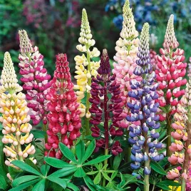 lubin-trwaly-mieszanka-nasiona-kwiatow-lubinu-dlugie-kwitnienie